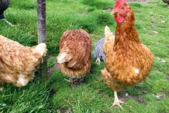 langholm chickens