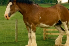 langholm farm clydesdale horse