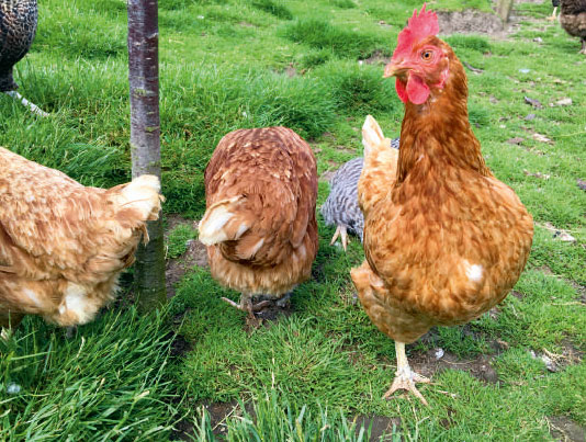 langholm farm chickens